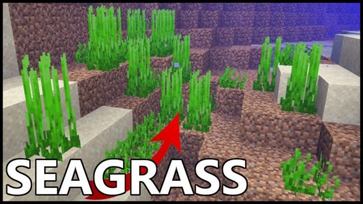 How to get seagrass in Minecraft?
