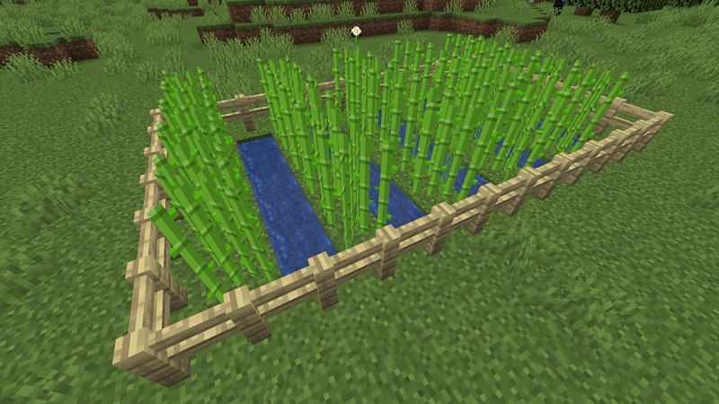 How to Plant Sugar Cane In Minecraft